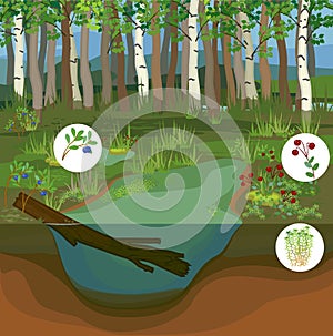 Swamp biotope with pond